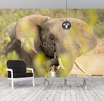 Picture of Elephant eating in the bush